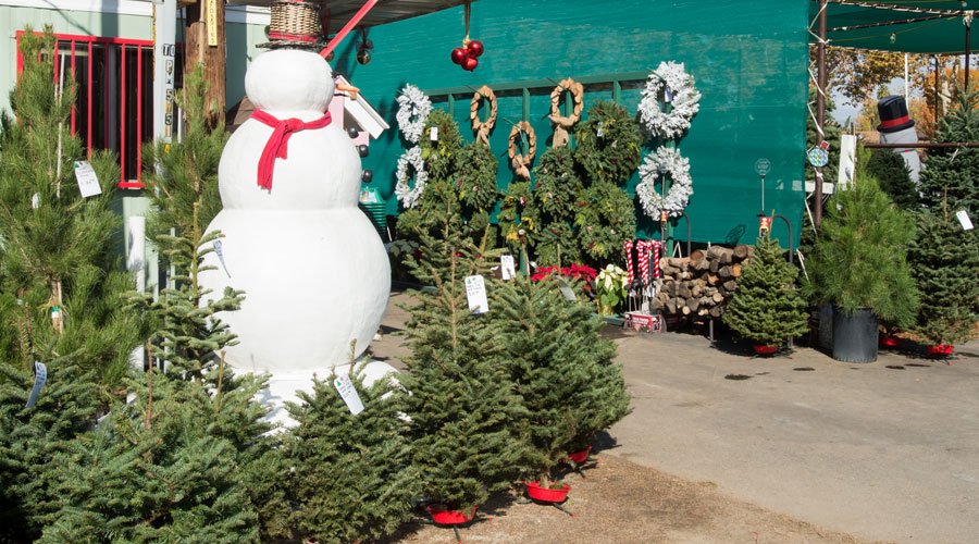 Frosty’s Forest Christmas Tree Farm Green Landscape Nursery SCV